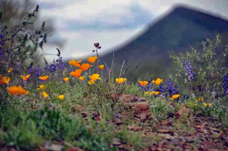 wildflowers